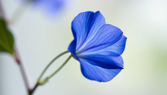 clitoria ternatea andere namen wie blauer tee