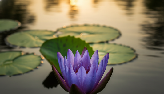 blauer lotus als aphrodisiakum: mythos oder wahrheit?