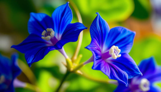 wo clitoria ternatea kaufen