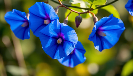Gesundheitliche Vorteile von Clitoria ternatea