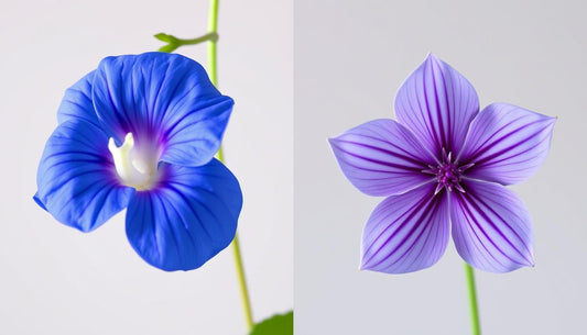 Butterfly Pea Blüte (links) und Malvenblüte (rechts) im Vergleich zeigt den Unterschied zwischen Butterfly Pea Blüten und Mal